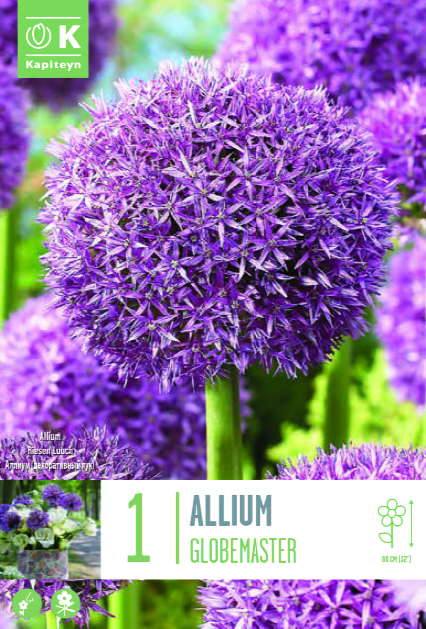 Blumenzwiebel - Allium macleanii 'Globemaster' 1 Stück Packung