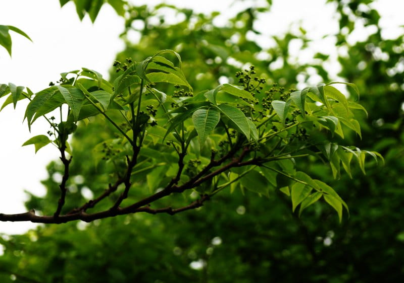 Echter Korkbaum • Phellodendron amurense 200-250 cm hoch, Solitärpflanze Ballenware Ansicht 1