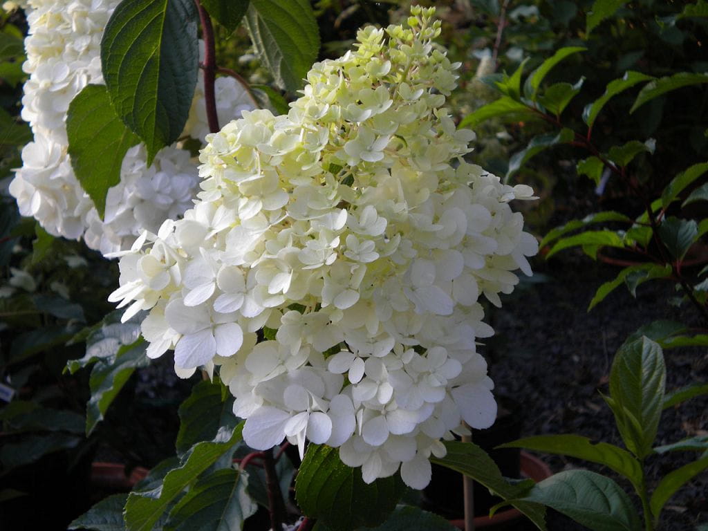 Rispenhortensie 'Vanille Fraise' • Hydrangea paniculata 'Vanille Fraise' Containerware 80-100 cm hoch, Solitärpflanze Ansicht 2