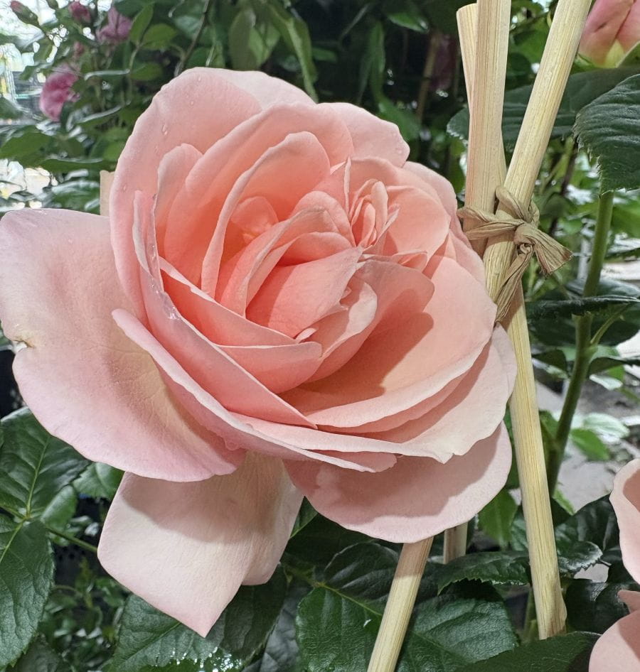 Edelrose 'Aphrodite' • Rosa 'Aphrodite' Ansicht 5