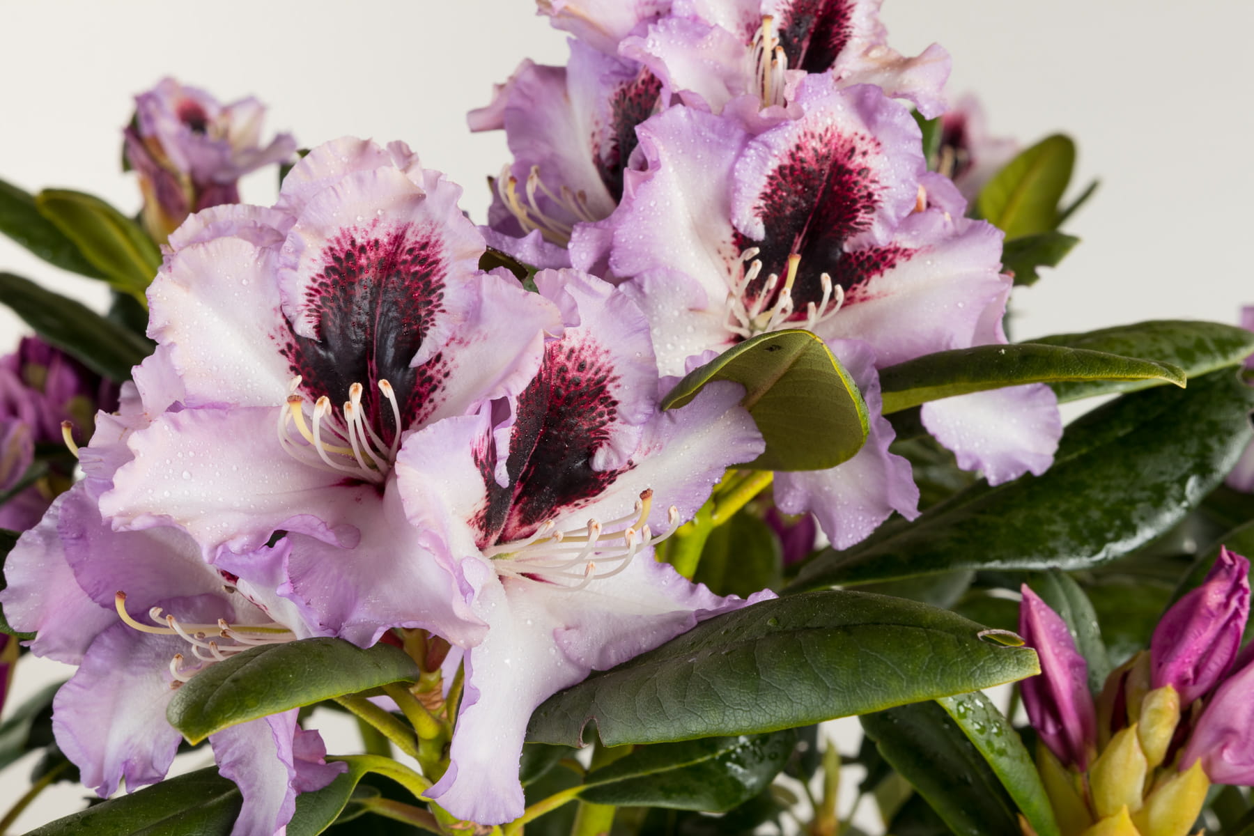 Rhododendron 'Pinguin' • Rhododendron Hybride 'Pinguin' Ansicht 2