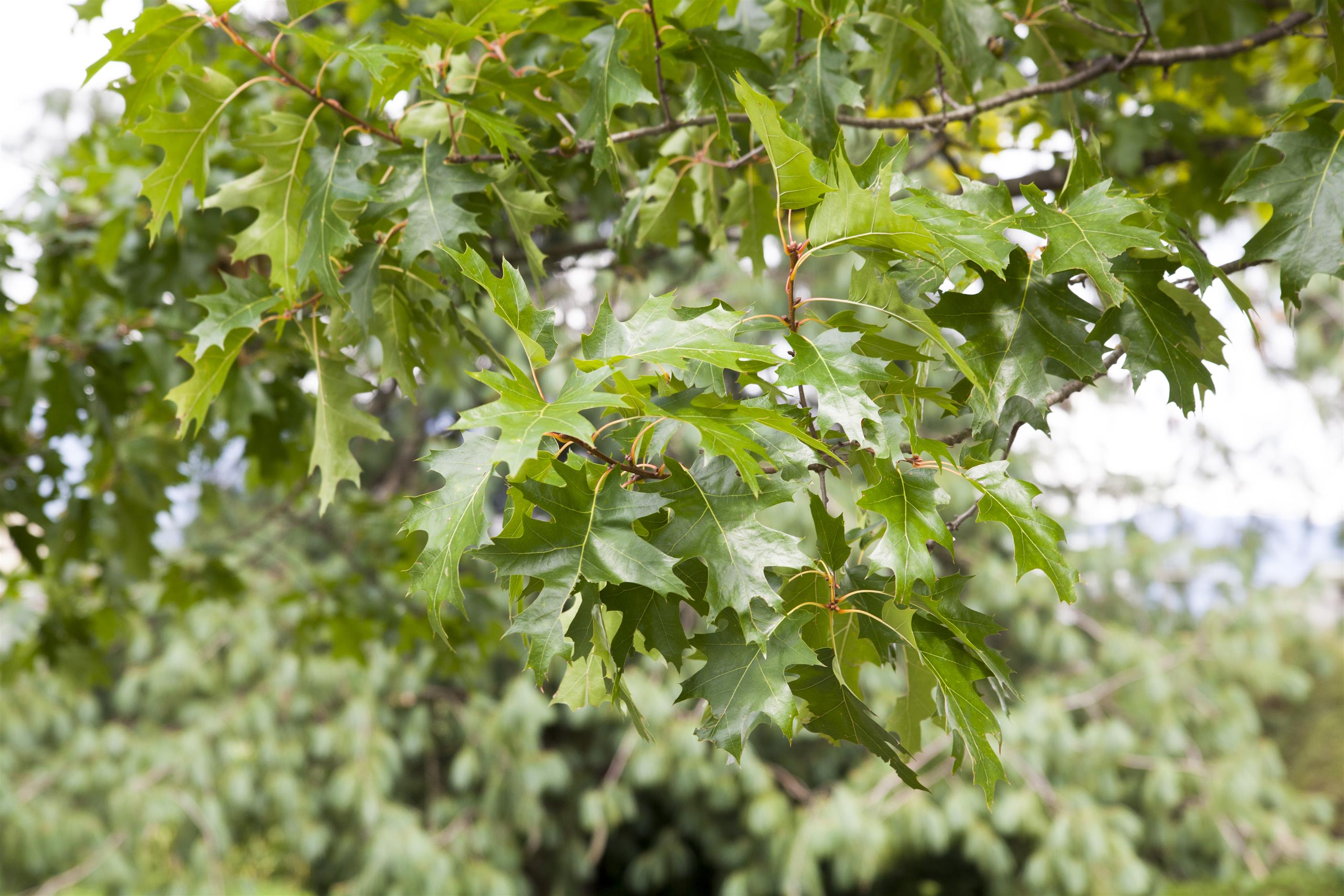 Stiel-Eiche • Quercus robur Ansicht 4