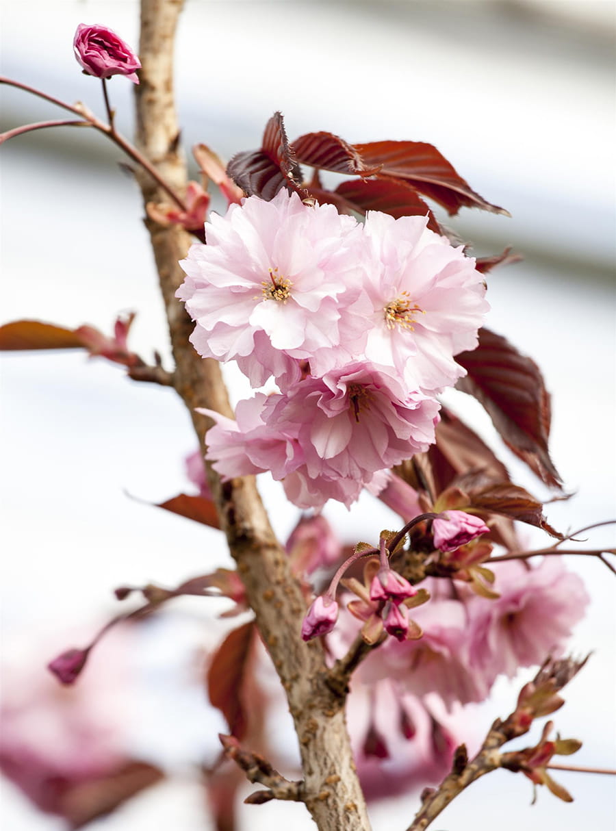 Blütensträucher und Ziergehölze - Japanische Nelkenkirsche 'Royal Burgundy' • Prunus serrulata 'Royal Burgundy'