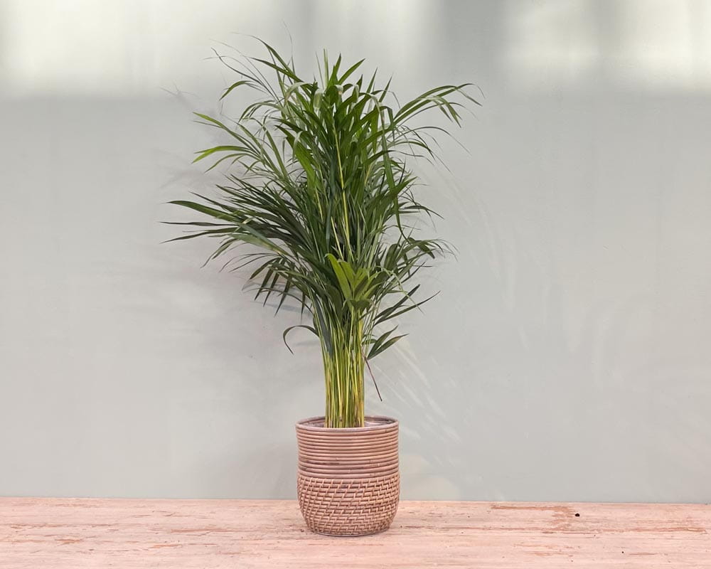 Goldfruchtpalme / Areca Palme • Dypsis lutescens Topfdurchmesser 19 cm, 100 cm hoch Topfware Ansicht 4