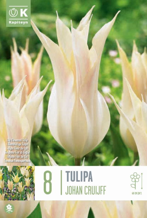 Blumenzwiebel - Tulipa 'Johann Cruiff' 8er Packung 