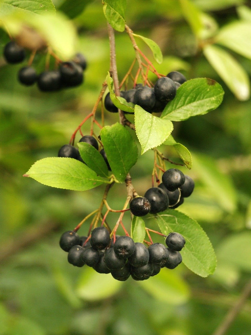 Apfelbeere 'Nero' • Aronia prunifolia 'Nero' Ansicht 6