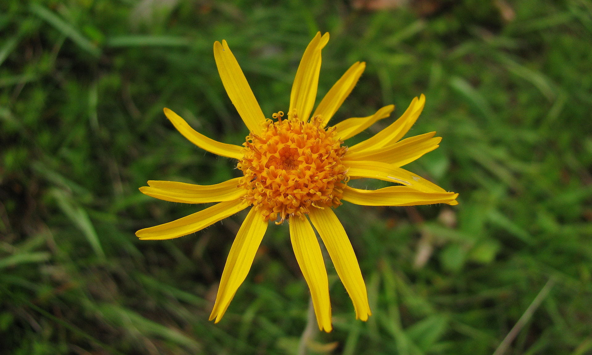 Arnika • Arnica montana Ansicht 1