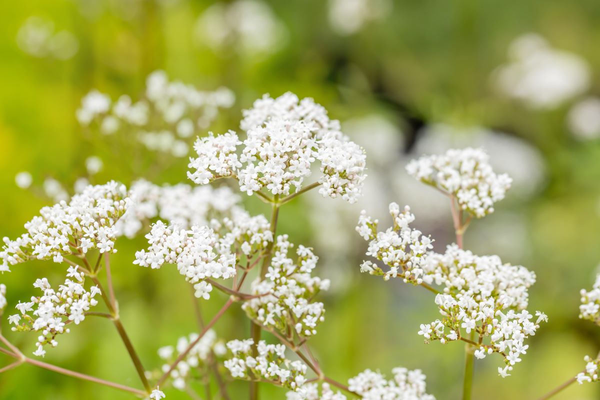 Baldrian • Valeriana officinalis