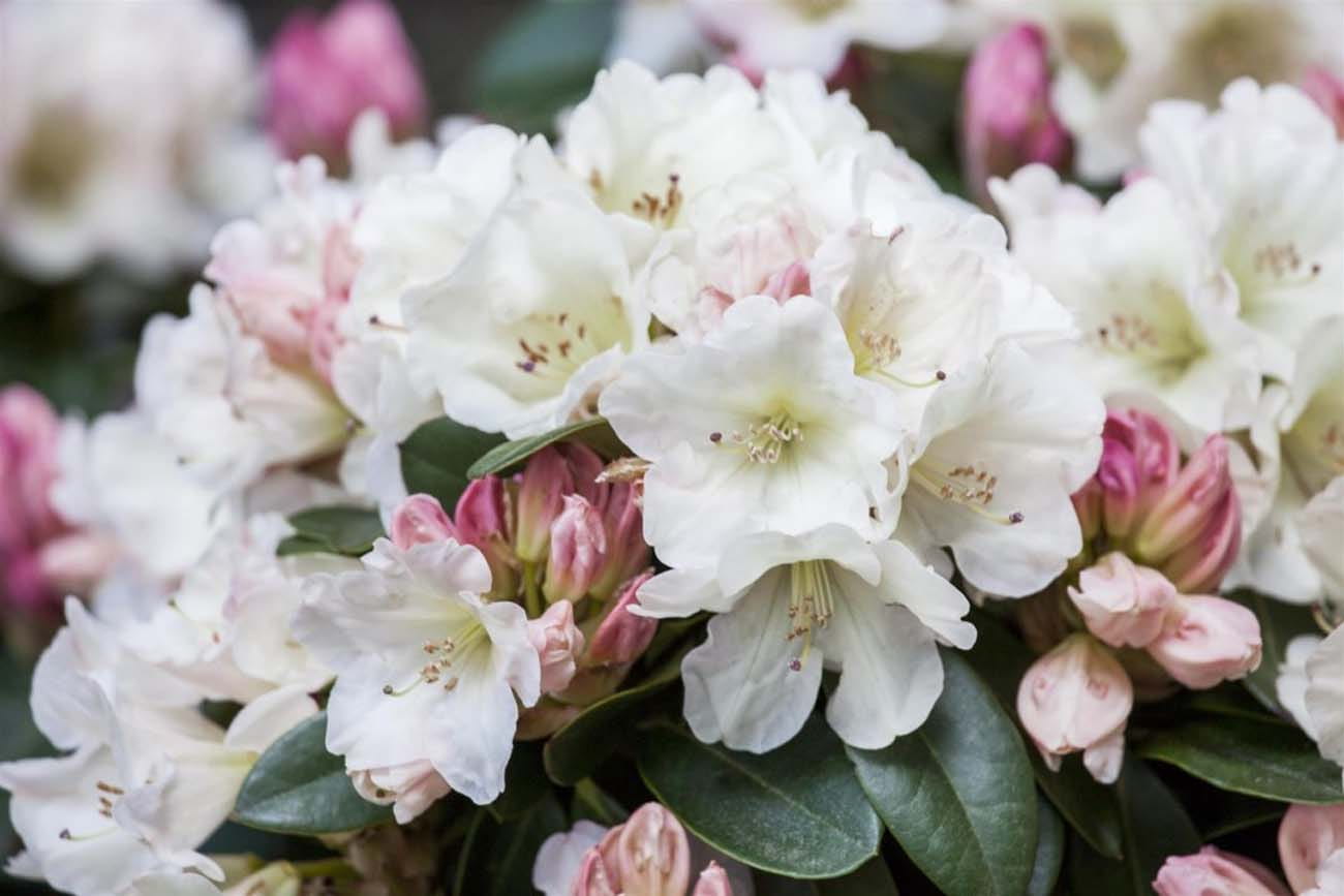 Tipps zum Rhododendron
