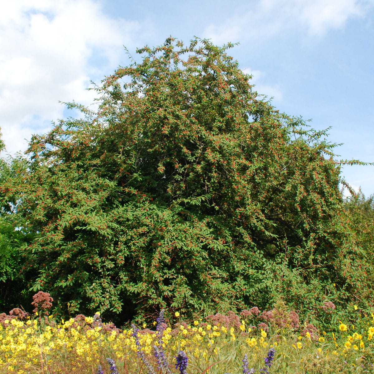 Weidenblättrige Hängemispel 'floccosus' • Cotoneaster salicifolius 'floccosus' Ansicht 1
