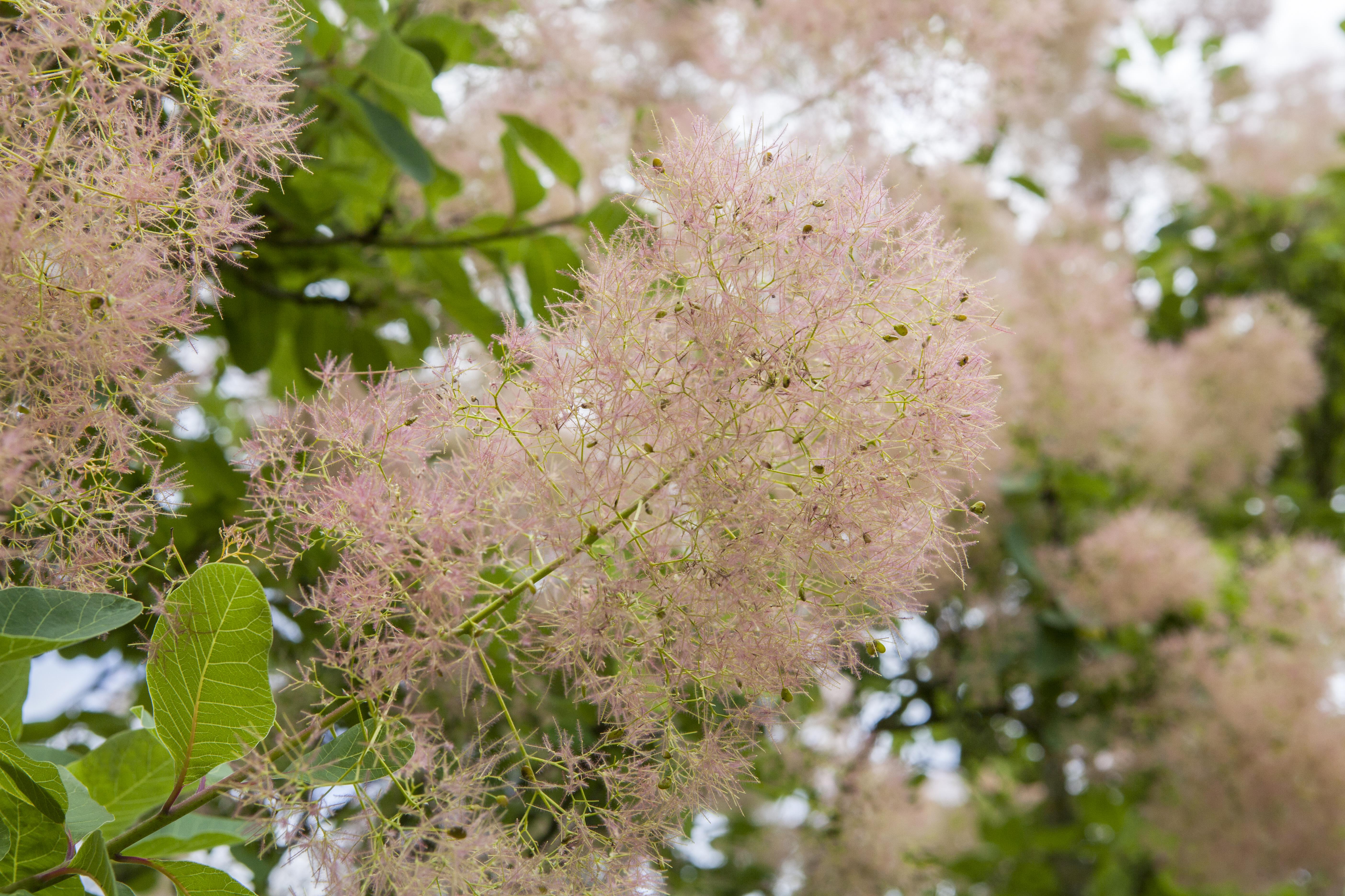 Perückenstrauch 'Golden Spirit' • Cotinus coggygria 'Golden Spirit' Ansicht 8