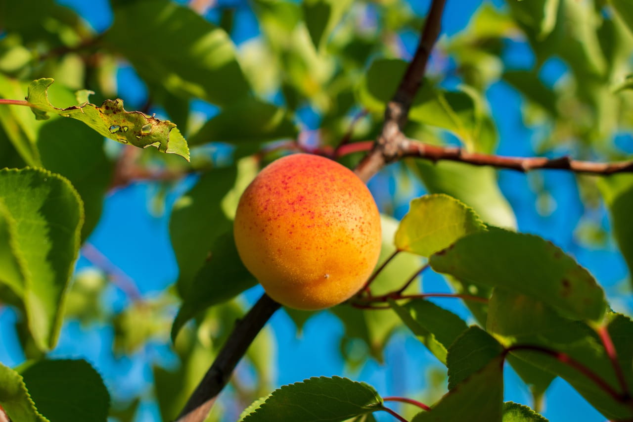 Aprikose Bergeron • Prunus armeniaca Bergeron Ansicht 1