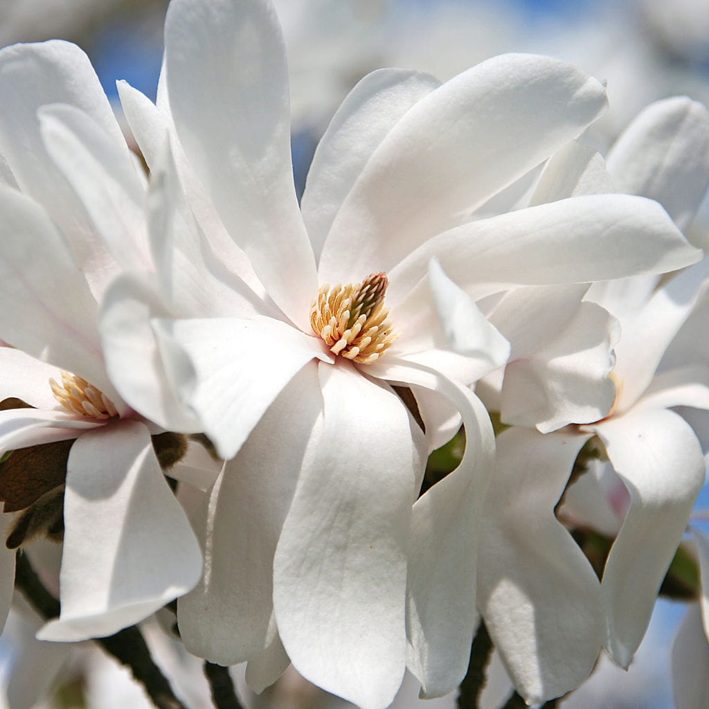 Magnolie 'Merrill' • Magnolia loebneri 'Merrill' Ansicht 3