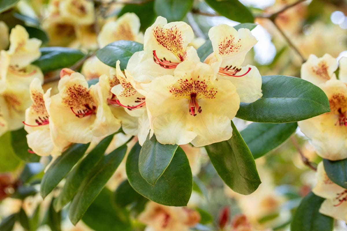 Rhododendron 'Viscy' • Rhododendron Hybride 'Viscy' Ansicht 1