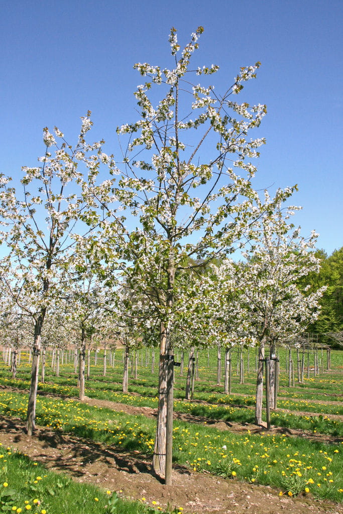 Süßkirsche 'Kordia' • Prunus avium 'Kordia' Ansicht 4