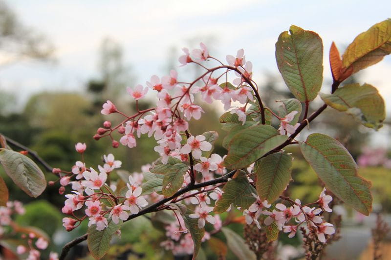 Traubenkirsche 'Colorata' • Prunus padus 'Colorata' Ansicht 2