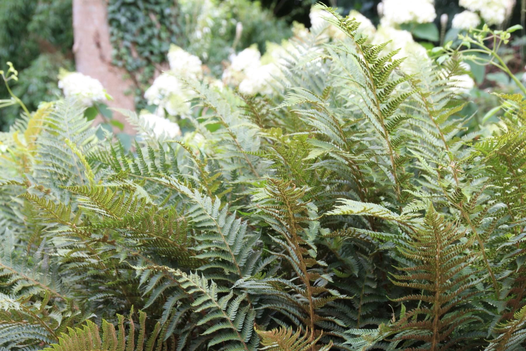 Farn Alle Sorten online kaufen Garten von Ehren