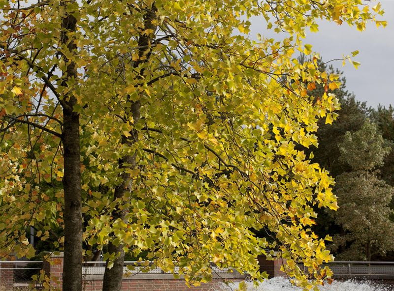 Amberbaum 'Oktoberglut' online kaufen Garten von Ehren
