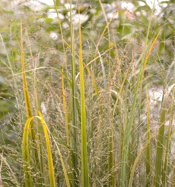 Gräser für den Garten & Schilfe kaufen Garten von Ehren
