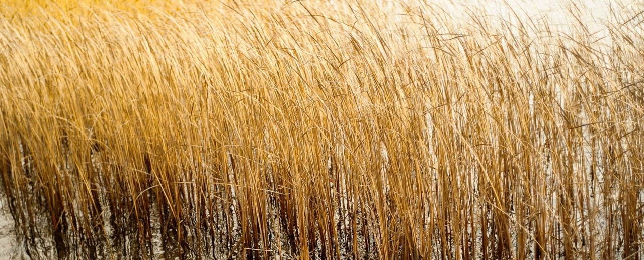 Gräser für den Garten & Schilfe kaufen Garten von Ehren