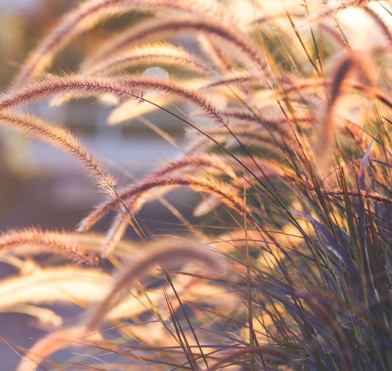 Gräser für den Garten & Schilfe kaufen Garten von Ehren