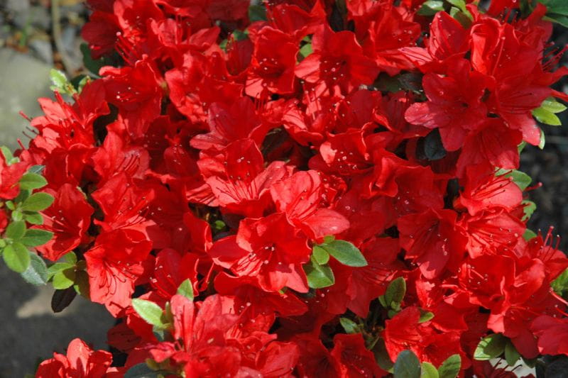 Japanische Azalee 'Hot Shot Variegated' online kaufen Garten von Ehren
