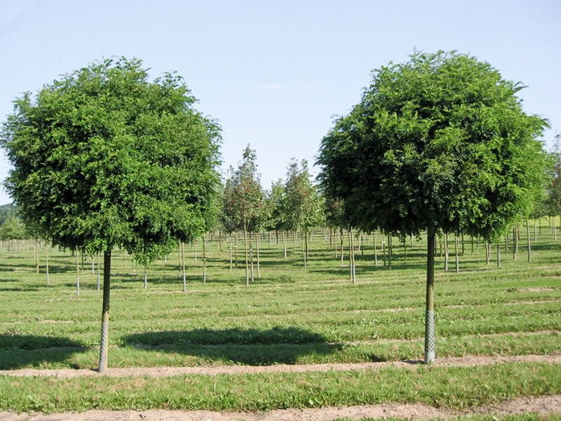 Kugelakazie günstig kaufen
