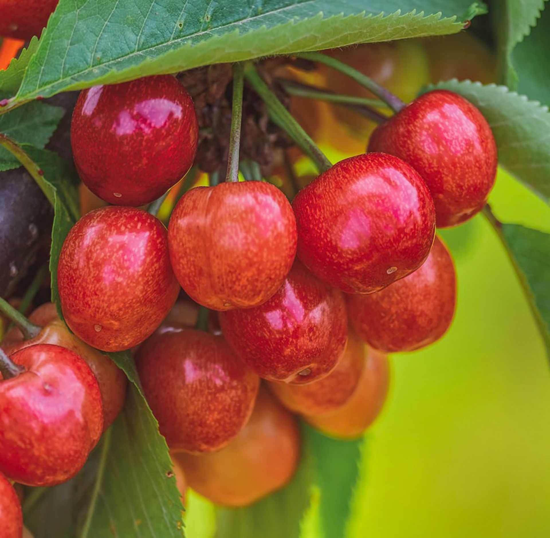 Obstbäume kaufen alle Sorten online Garten von Ehren