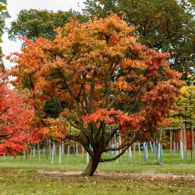 Amberbaum 'Oktoberglut' online kaufen Garten von Ehren