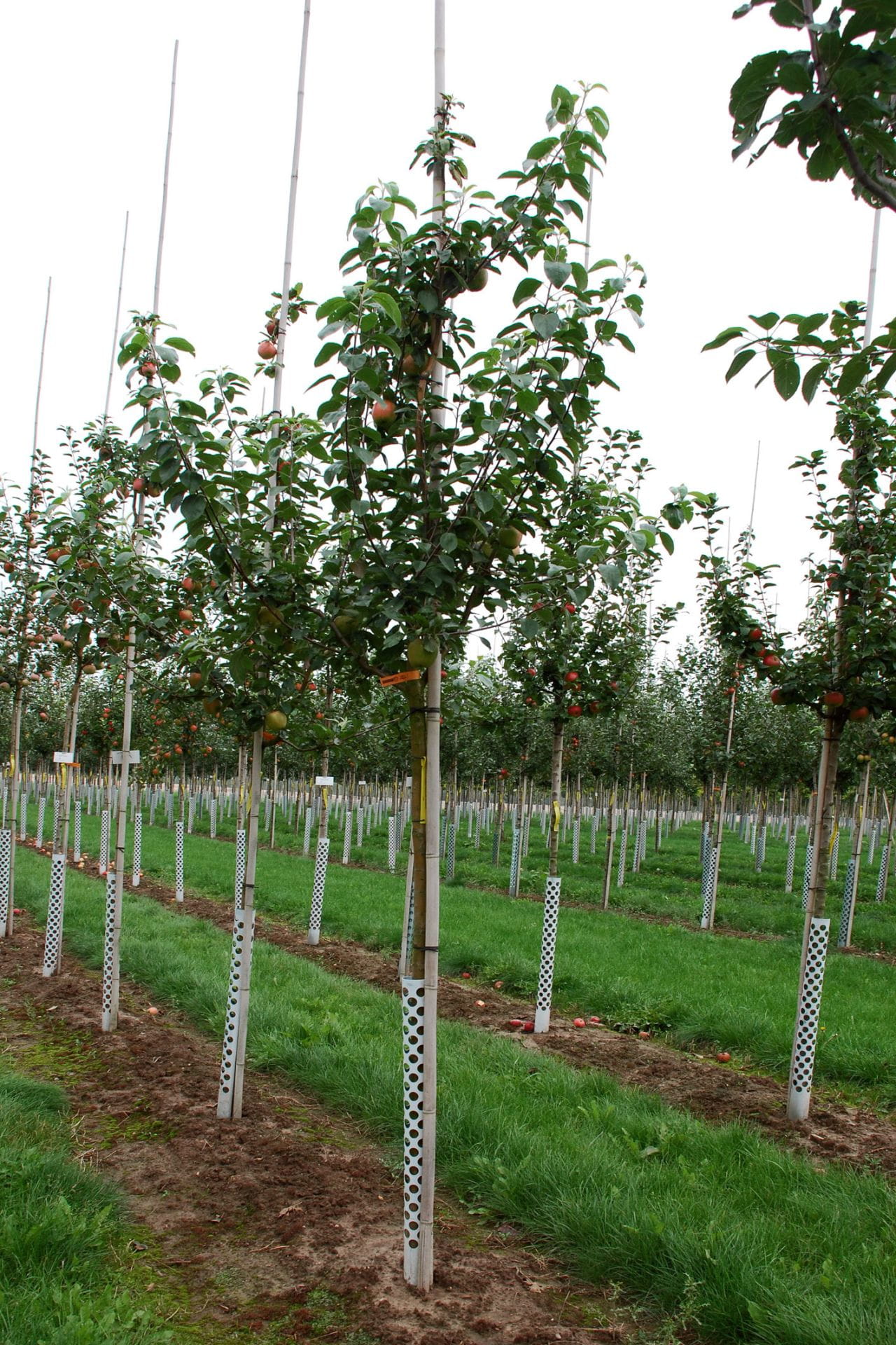 Apfelbaum Finkenwerder Herbstprinz kaufen Garten von Ehren Qualität