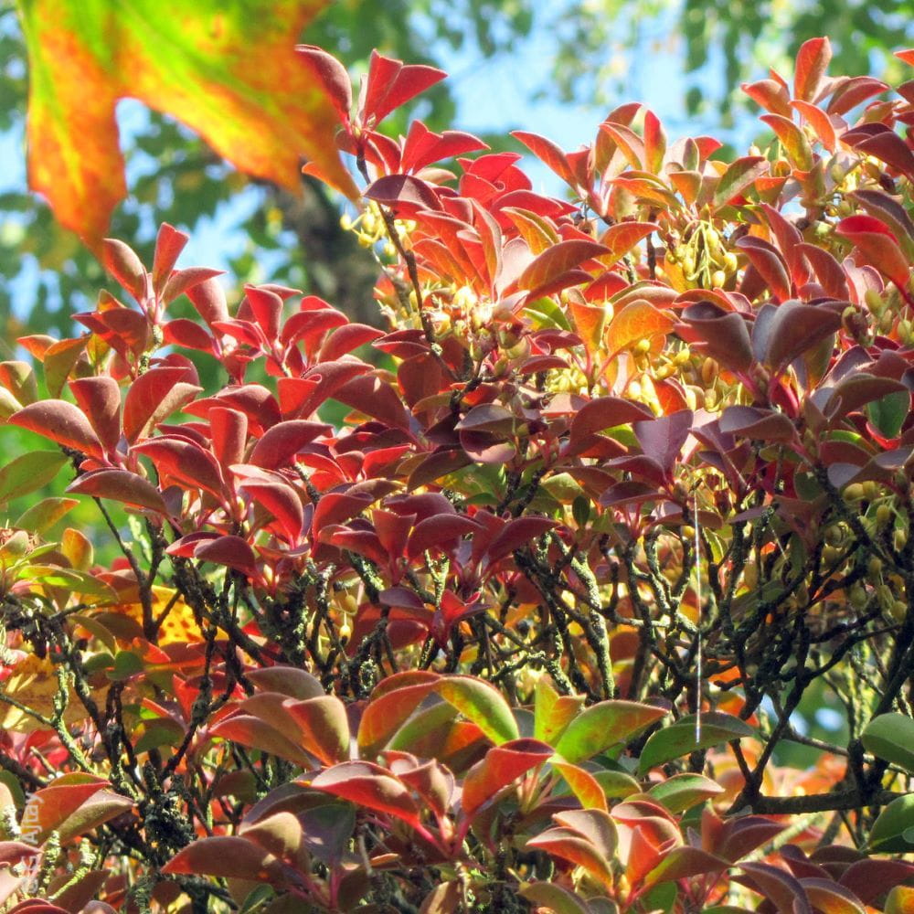 Prachtglocke 'Ruby Glow' kaufen Garten von Ehren