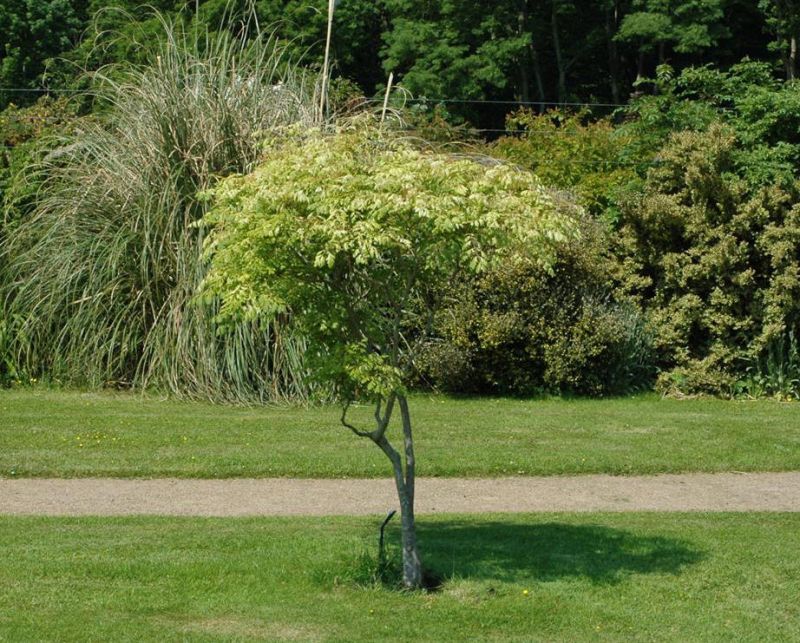 Amberbaum 'Oktoberglut' online kaufen Garten von Ehren