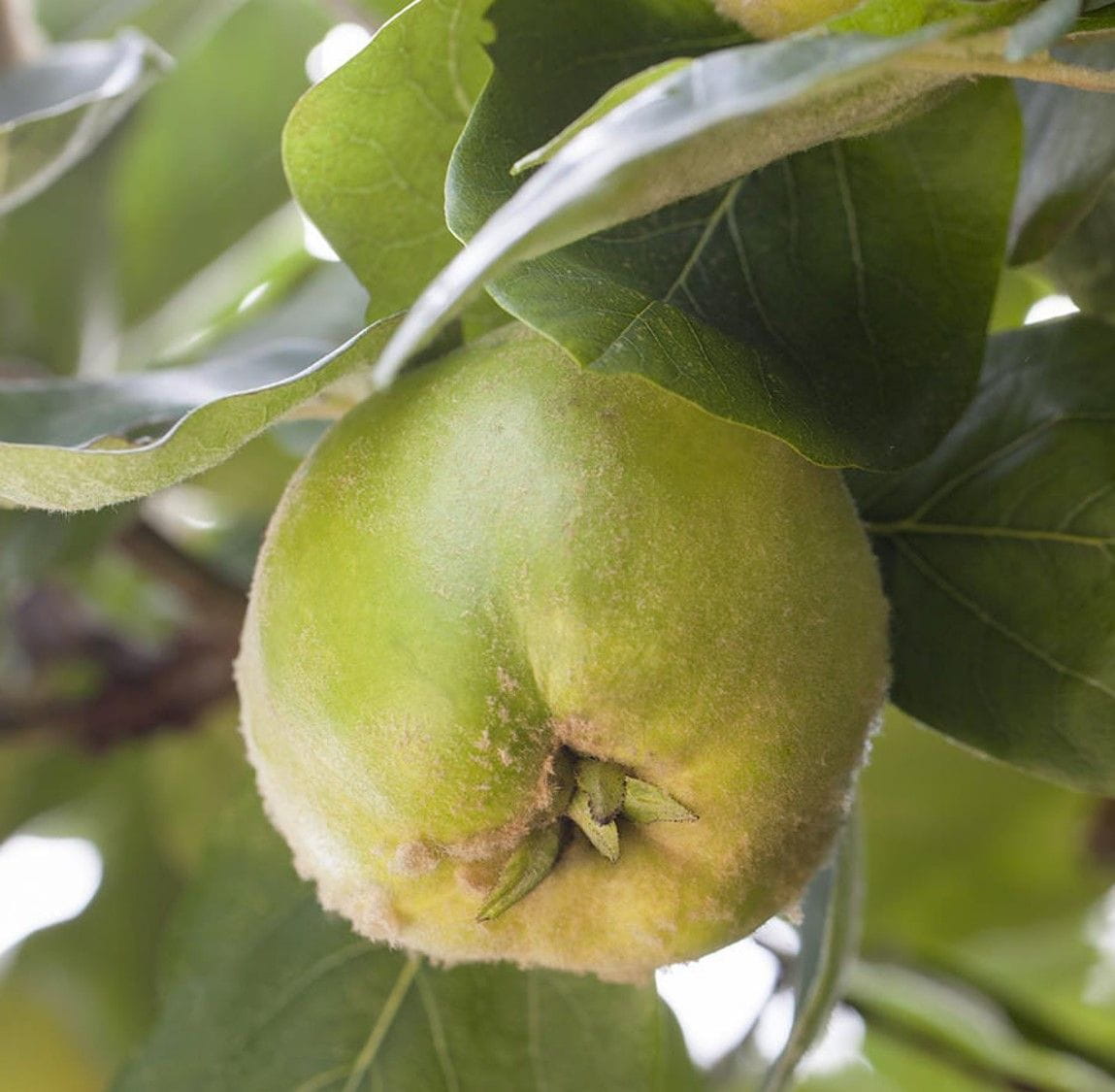 Obstbäume kaufen alle Sorten online Garten von Ehren