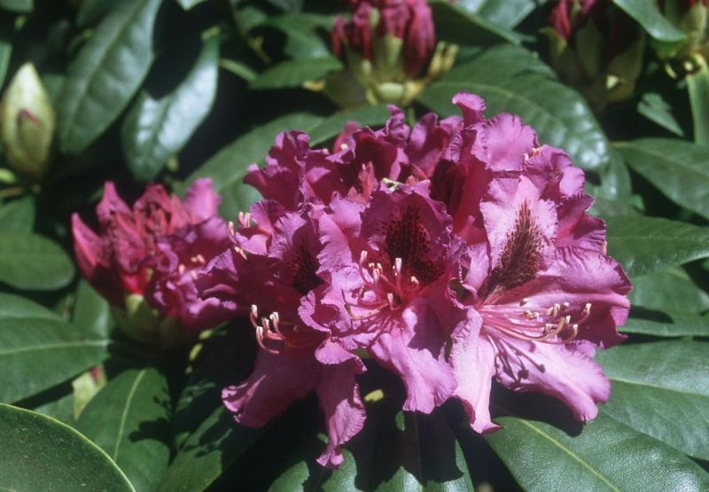 Rhododendron 'Rasputin' online kaufen | Garten von Ehren