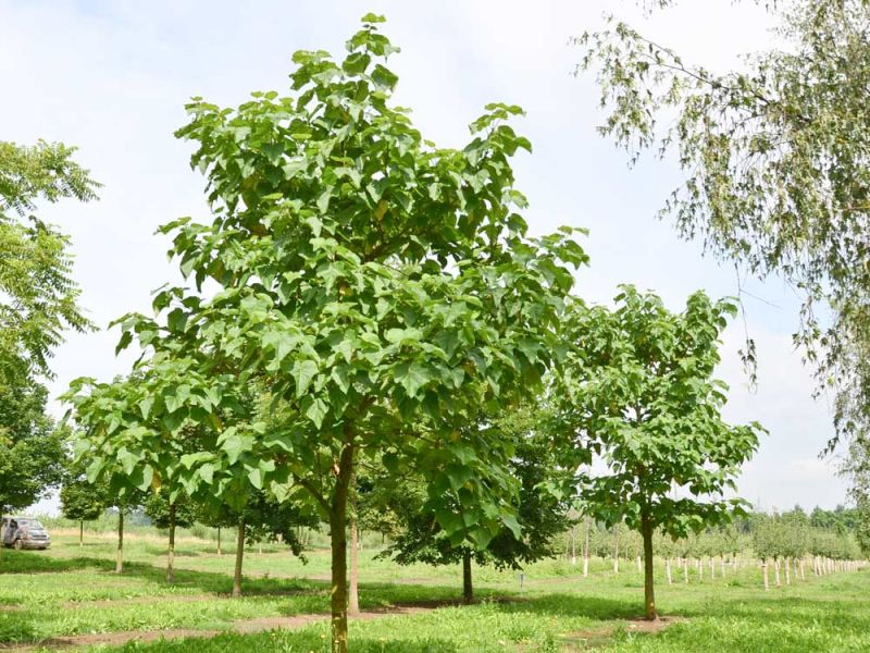 Amberbaum 'Oktoberglut' online kaufen Garten von Ehren