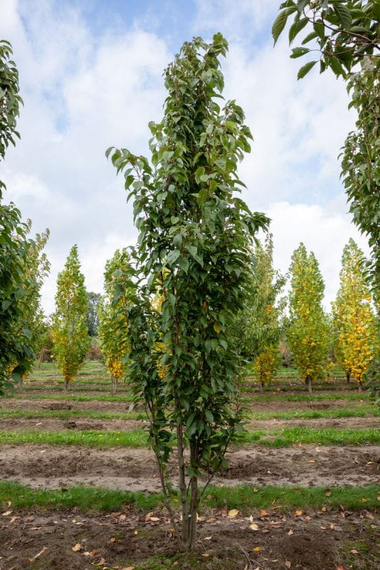 Säulenkirsche Amanogawa Prunus serrulata Amanogawa Baumschule | Hot Sex ...