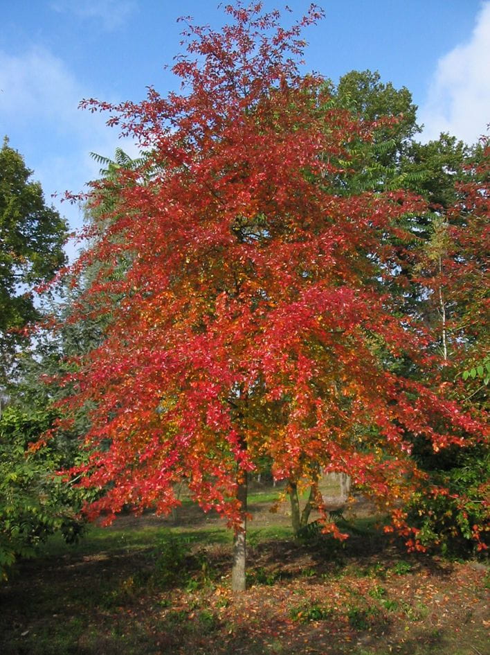 Hausbaum & Gartenbaum online kaufen | Garten von Ehren