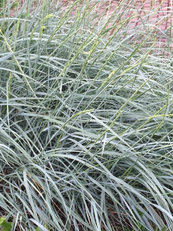 Zwiesel (Botanik) Gabelung beim Baum PflanzenPflege Garten von Ehren