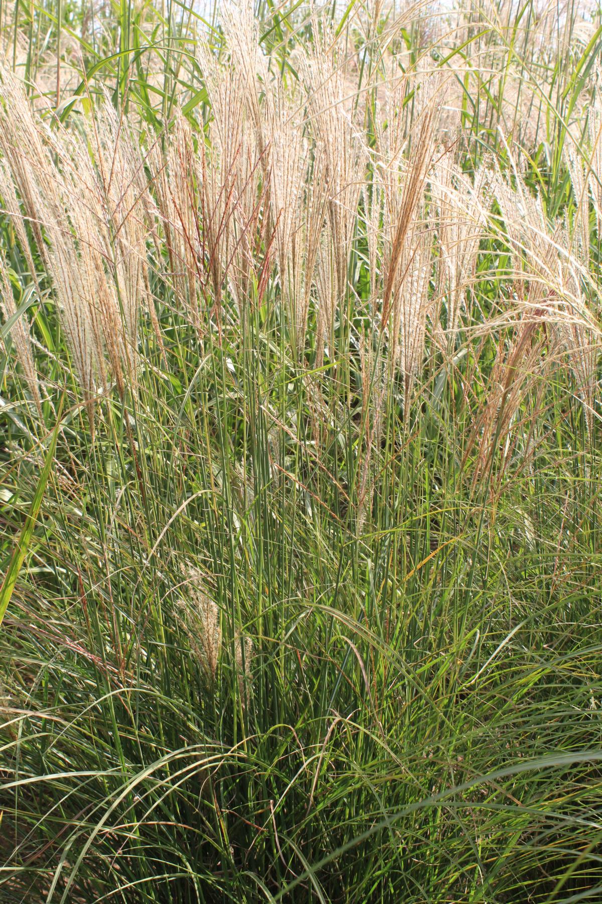 ChinaSchilfgras Kleine Silberspinne kaufen