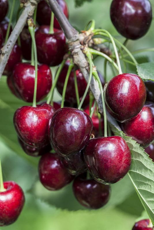 Kirschbaum Kirschbäume kaufen | Garten von Ehren