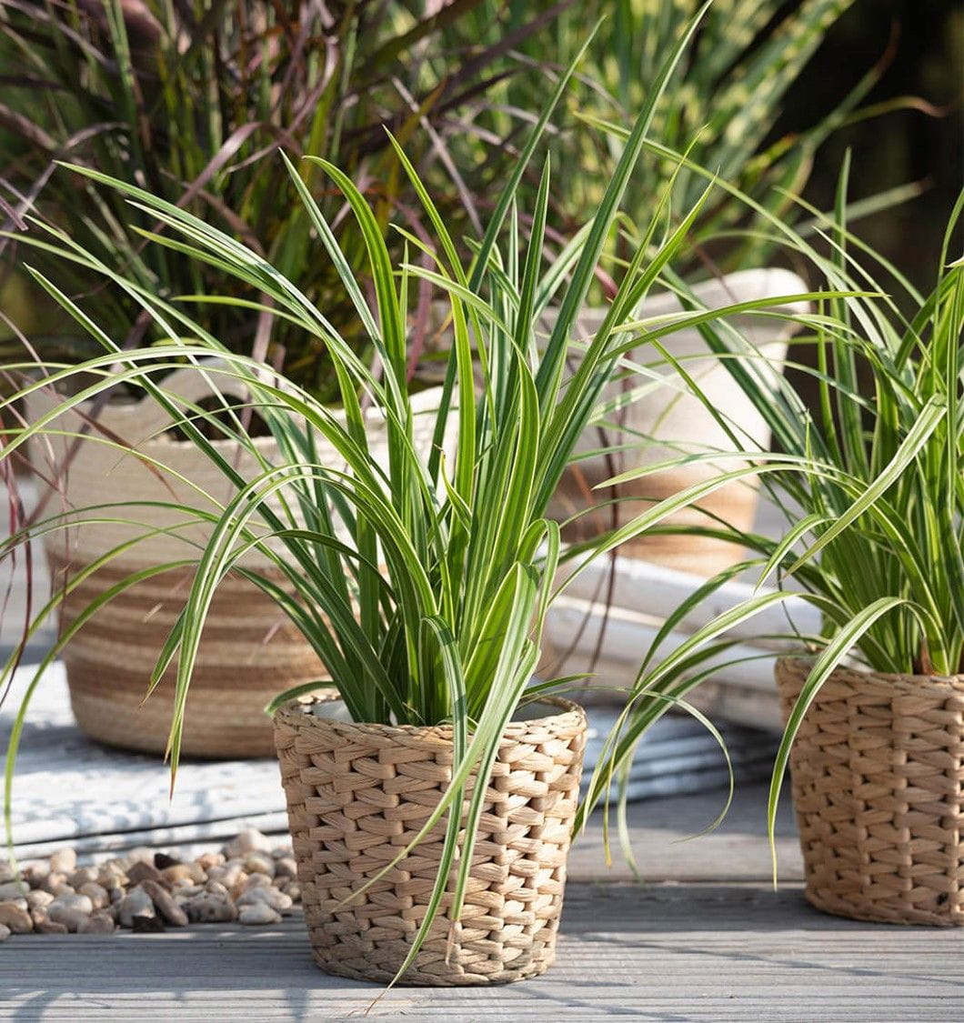Gräser für den Garten & Schilfe kaufen Garten von Ehren