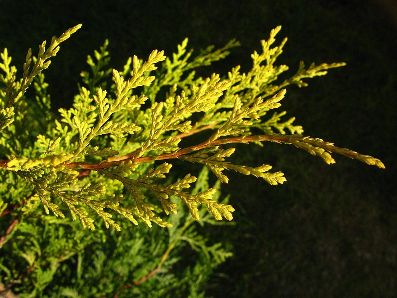 Gelbe Baumzypresse 'Castlewellan Gold' online kaufen Garten von Ehren