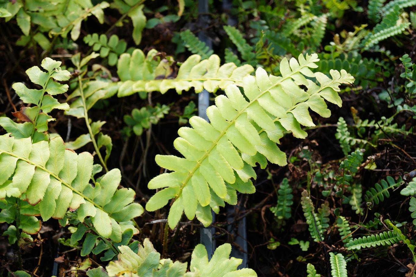 Farn Alle Sorten online kaufen Garten von Ehren