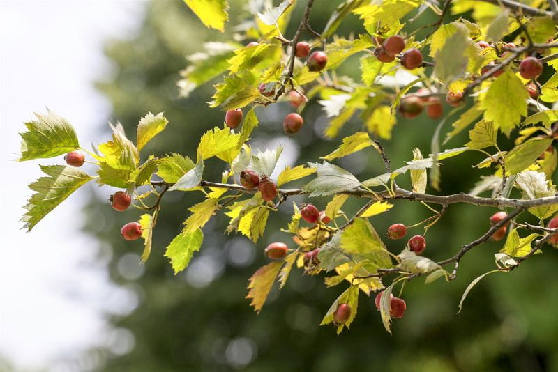 SäulenWeißdorn kaufen Garten von Ehren