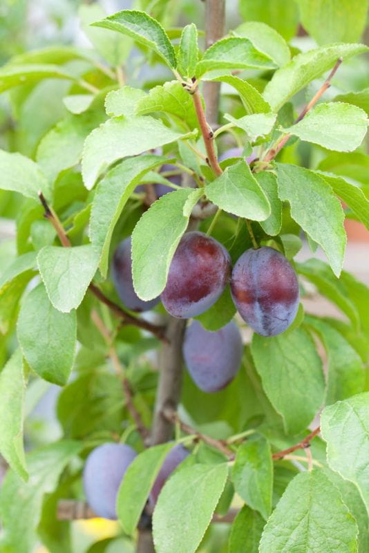 Zwetschge Pflanze Süß Schönberger Zwetsche Baum | Großfruchtige Hauszwetsche | Süße Pflaumen Großfruchtige Zwetschgen
