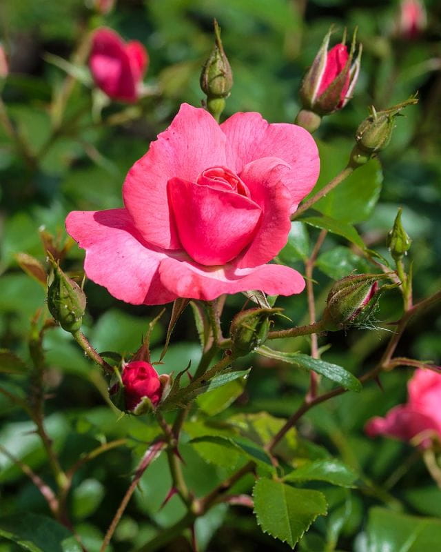 Rose Bad Birnbach ®/Bonapart ® kaufen - Garten von Ehren Qualität seit 1865