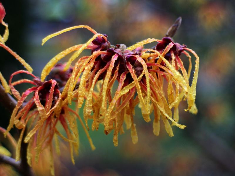 Zaubernuss (Hamamelis) online kaufen Garten von Ehren